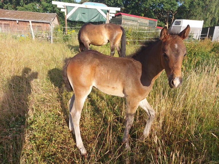 Kuc New Forest Wałach 4 lat 143 cm Ciemnogniada in Toppenstedt