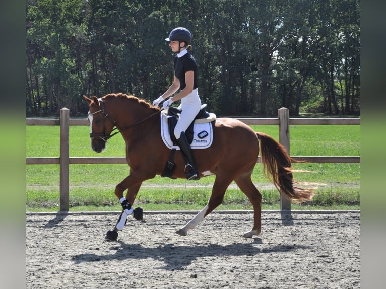 Kuc New Forest Wałach 4 lat 145 cm Kasztanowata in Venlo