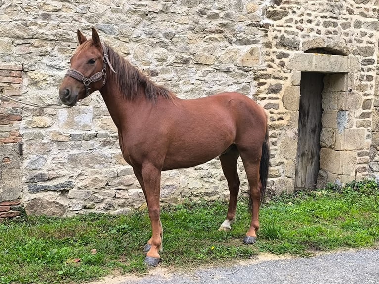 Kuc New Forest Wałach 5 lat 144 cm Kasztanowata in Saint-Fréjoux