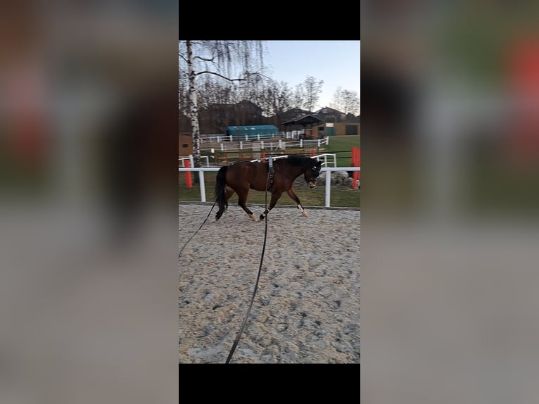 Kuc New Forest Wałach 5 lat 146 cm Ciemnogniada in Zistersdorf