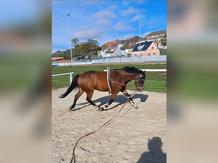 Kuc New Forest Wałach 5 lat 146 cm Ciemnogniada in Zistersdorf