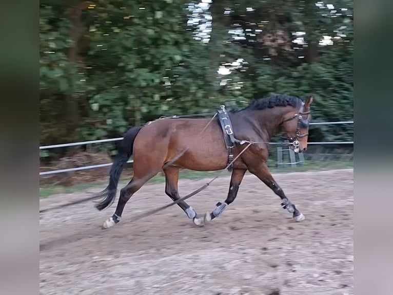 Kuc New Forest Wałach 5 lat 149 cm Gniada in Renswoude