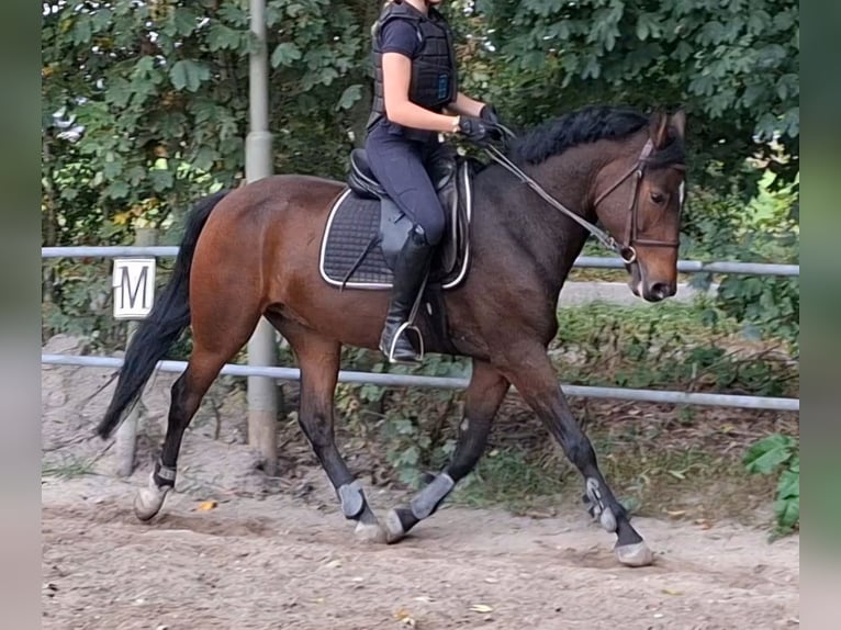 Kuc New Forest Wałach 5 lat 149 cm Gniada in Renswoude