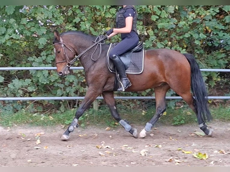 Kuc New Forest Wałach 5 lat 149 cm Gniada in Renswoude