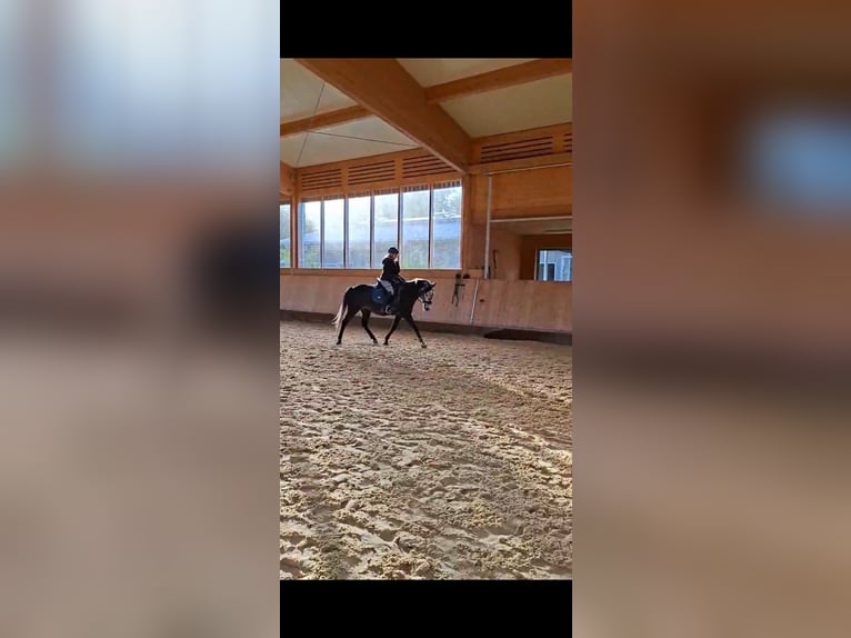 Kuc New Forest Wałach 6 lat 148 cm Może być siwy in Eitorf