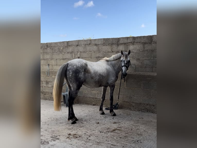 Kuc New Forest Wałach 6 lat 148 cm Siwa in La Rochelle