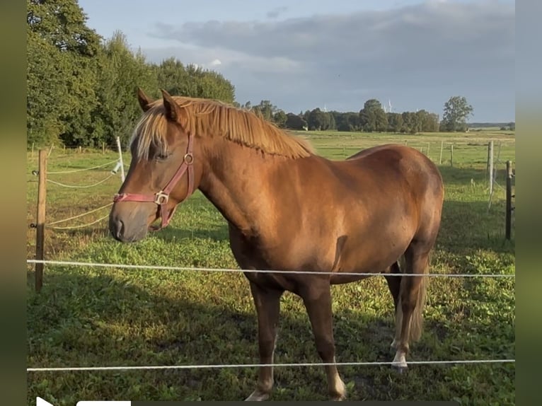 Kuc New Forest Wałach 7 lat 138 cm Kasztanowata in Norderw&#xF6;hrden