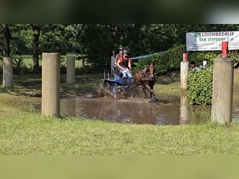 Kuc New Forest Wałach 7 lat 146 cm Gniada in Weert