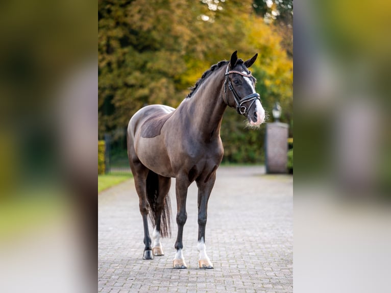 Kuc New Forest Wałach 8 lat 146 cm Kara in Hellendoorn