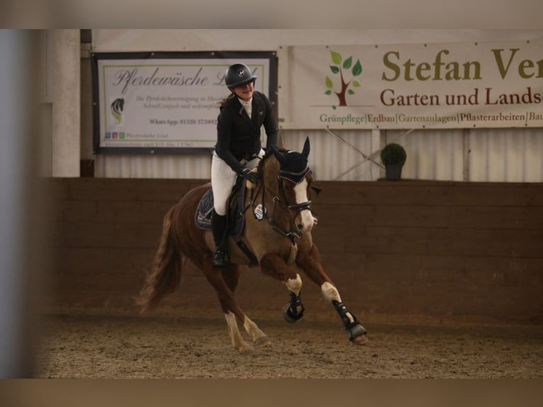 Kuc New Forest Wałach 9 lat 148 cm Ciemnokasztanowata in Syke