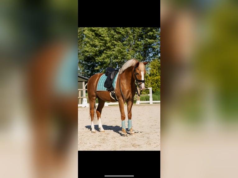 Kuc New Forest Wałach 9 lat 148 cm Kasztanowata in Noordeloos