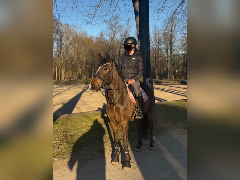 Kuc New Forest Wałach 9 lat 155 cm Ciemnogniada in Waldfeucht