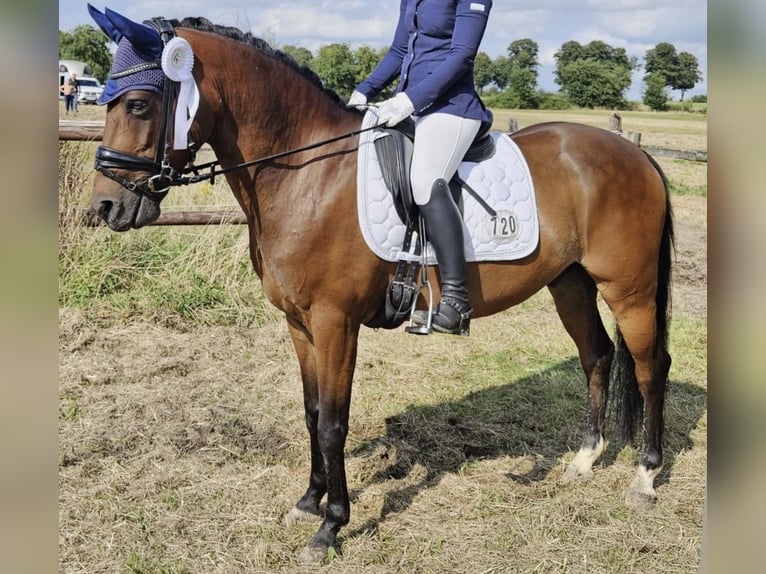 Kuc New Forest Wałach 10 lat 145 cm Gniada in Selm