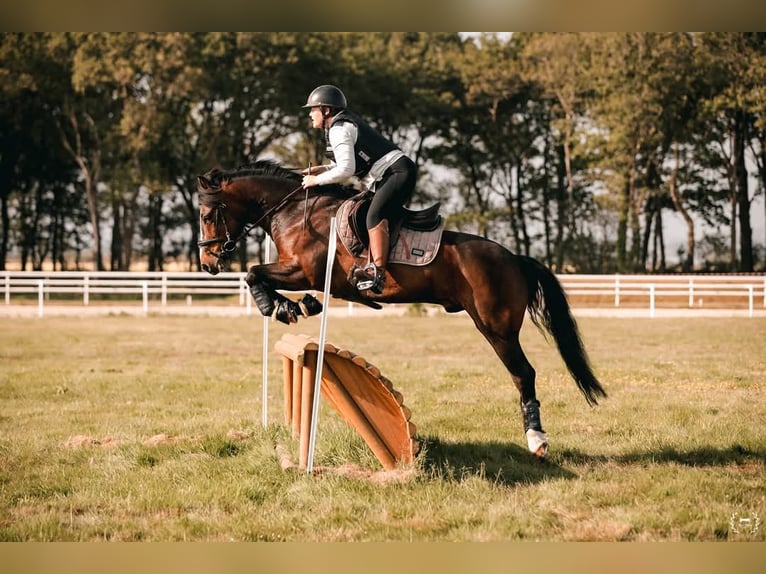 Kuc New Forest Wałach 11 lat 146 cm Gniada in Kersaint Plabennec