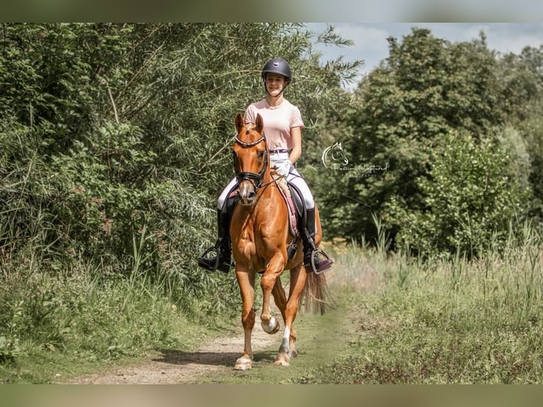 Kuc New Forest Wałach 11 lat 148 cm Kasztanowata in Zuiddorpe