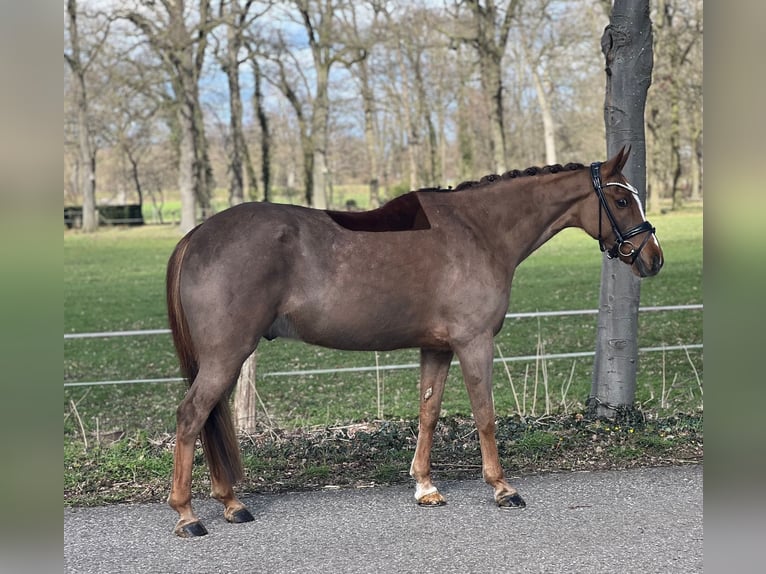 Kuc New Forest Wałach 13 lat 146 cm Kasztanowata in Reck, bei Osnabrück