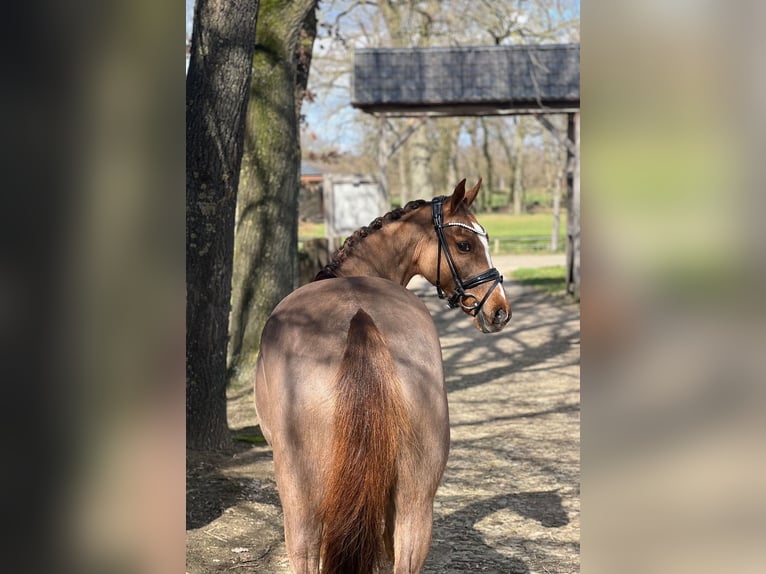 Kuc New Forest Wałach 14 lat 146 cm Kasztanowata in Reck, bei Osnabrück