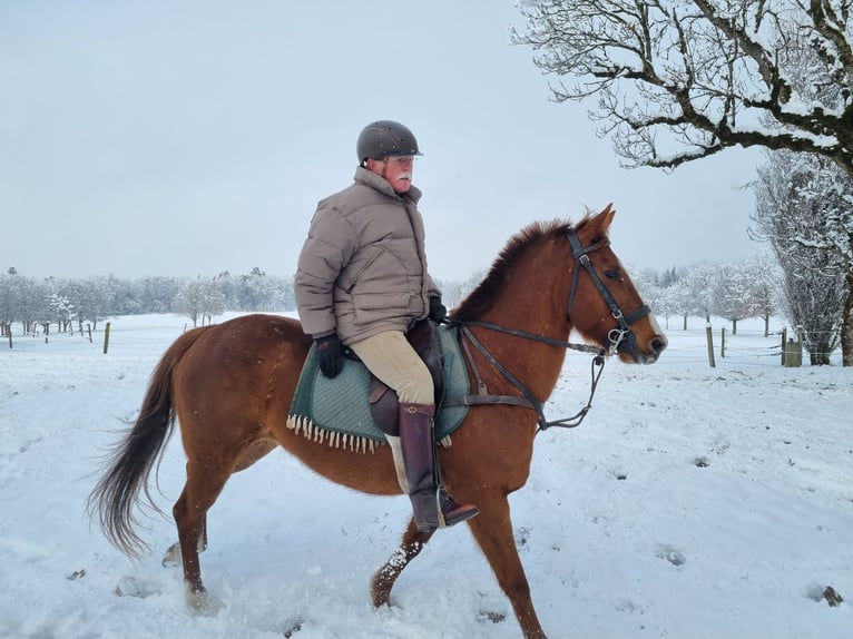 Kuc polo Klacz 13 lat 150 cm Kasztanowata in Seeon-Seebruck