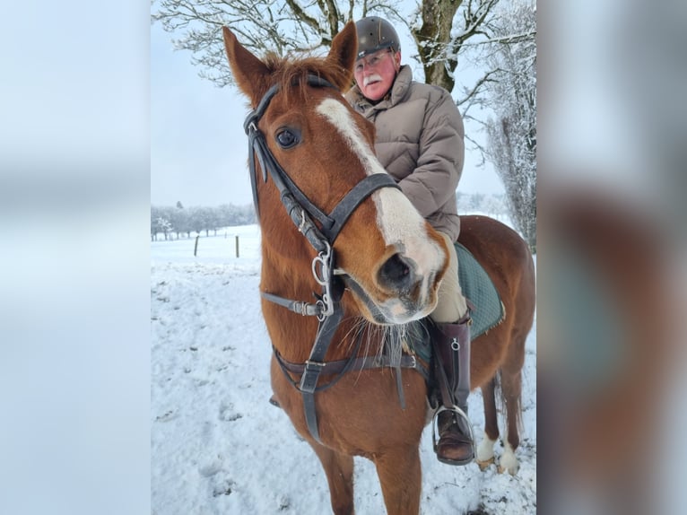 Kuc polo Klacz 13 lat 150 cm Kasztanowata in Seeon-Seebruck