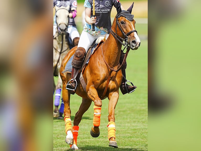 Kuc polo Klacz 14 lat 155 cm Kasztanowata in Rafz