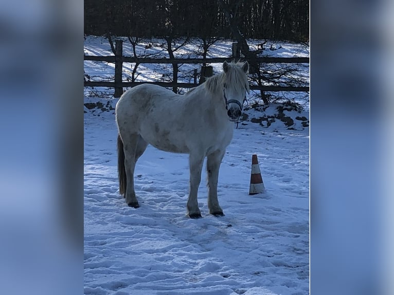 Kuc polo Klacz 16 lat 130 cm Siwa in Hamburg