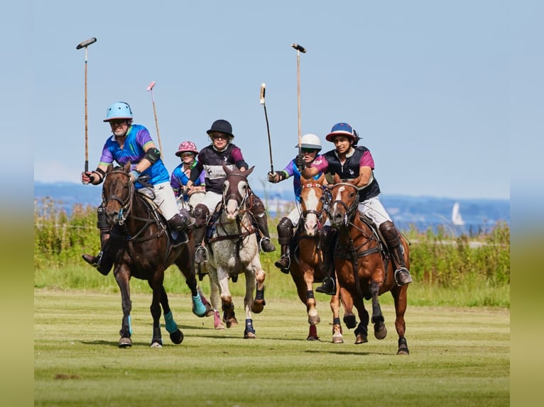 Kuc polo Klacz 16 lat 150 cm Gniada in Nivå