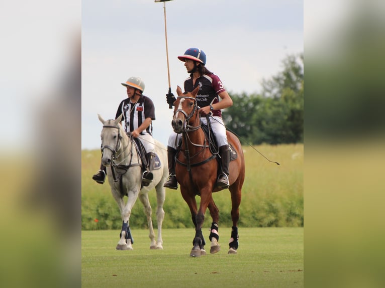 Kuc polo Klacz 16 lat 150 cm Gniada in Nivå