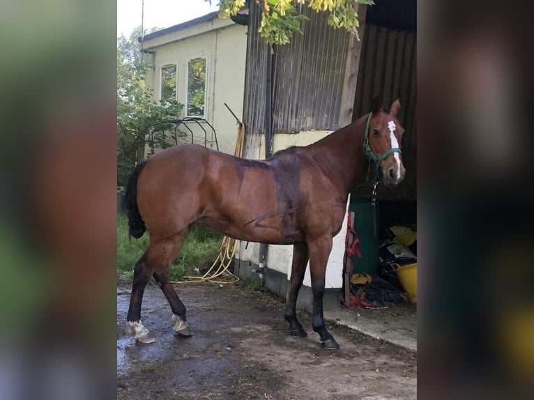 Kuc polo Klacz 16 lat 150 cm Gniada in Nivå