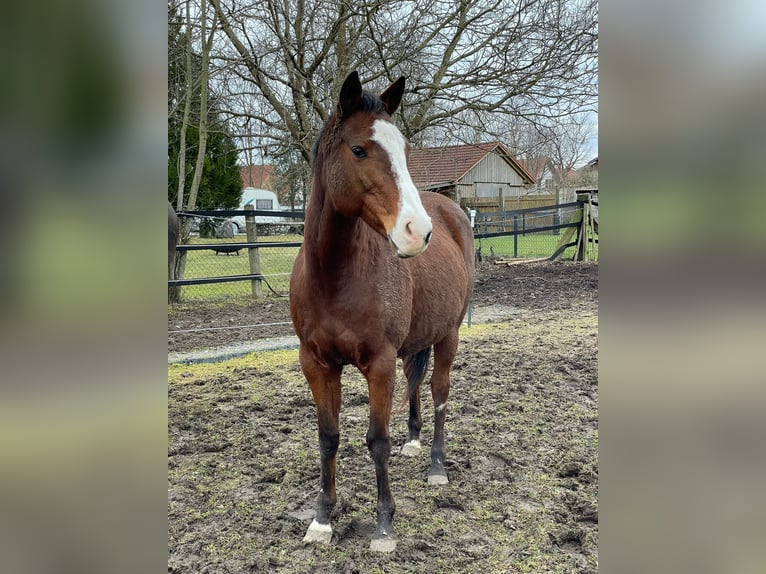 Kuc polo Klacz 17 lat 149 cm in Königsbrunn