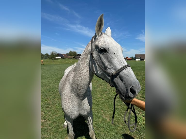 Kuc polo Klacz 21 lat 153 cm Siwa jabłkowita in Hünenberg