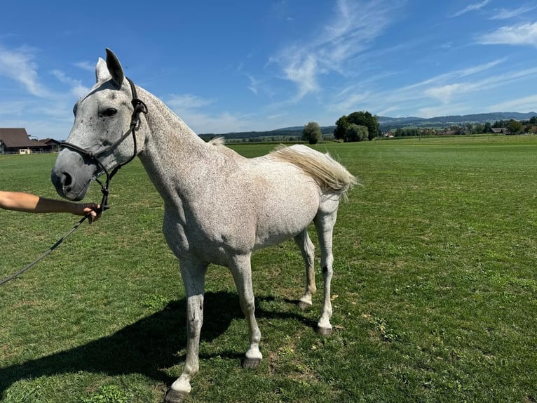 Kuc polo Klacz 21 lat 153 cm Siwa jabłkowita in Hünenberg