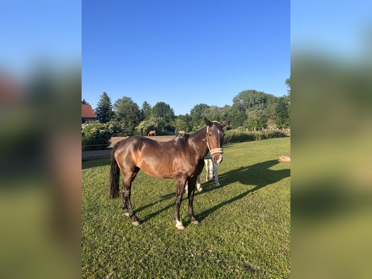 Kuc polo Klacz 22 lat 155 cm Gniada in Oberding