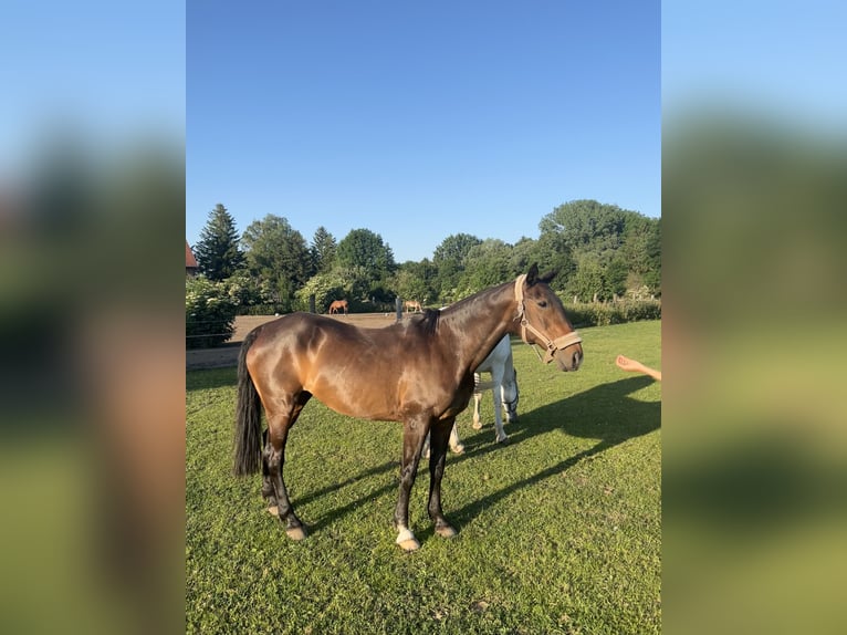 Kuc polo Klacz 22 lat 155 cm Gniada in Oberding