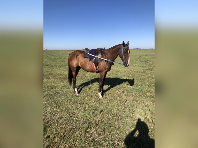 Kuc polo Mix Klacz 6 lat 151 cm Ciemnokasztanowata in Las Flores Provincia de Buenos Aires