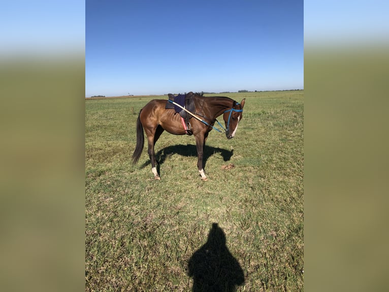 Kuc polo Mix Klacz 6 lat 151 cm Ciemnokasztanowata in Las Flores Provincia de Buenos Aires