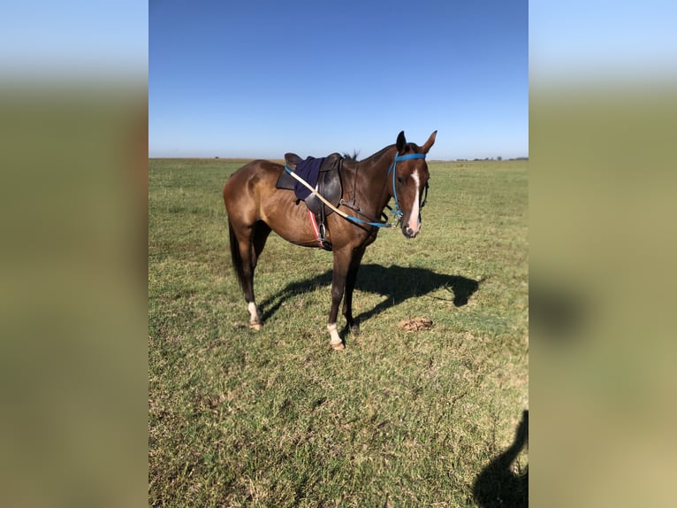 Kuc polo Mix Klacz 6 lat 151 cm Ciemnokasztanowata in Las Flores Provincia de Buenos Aires