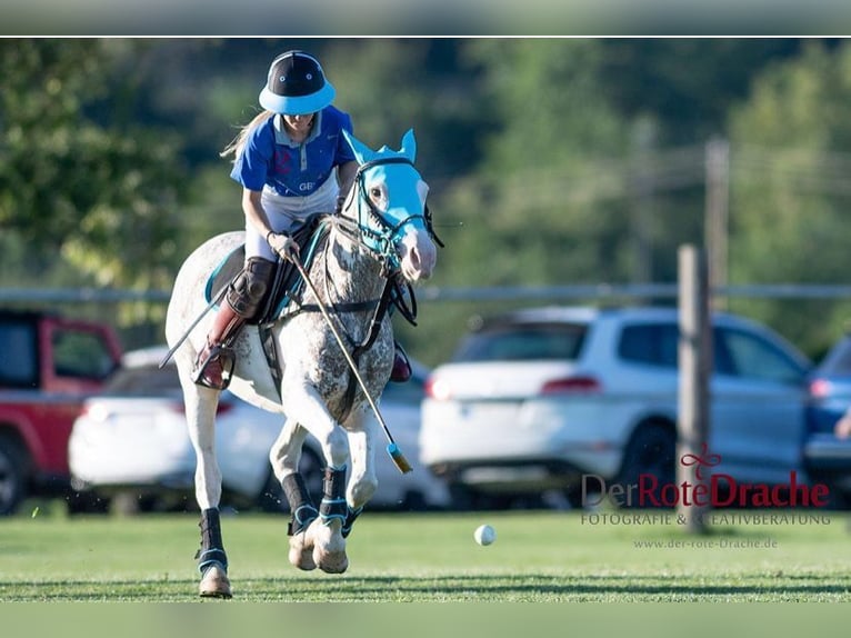 Kuc polo Klacz 6 lat in Waldshut-Tiengen