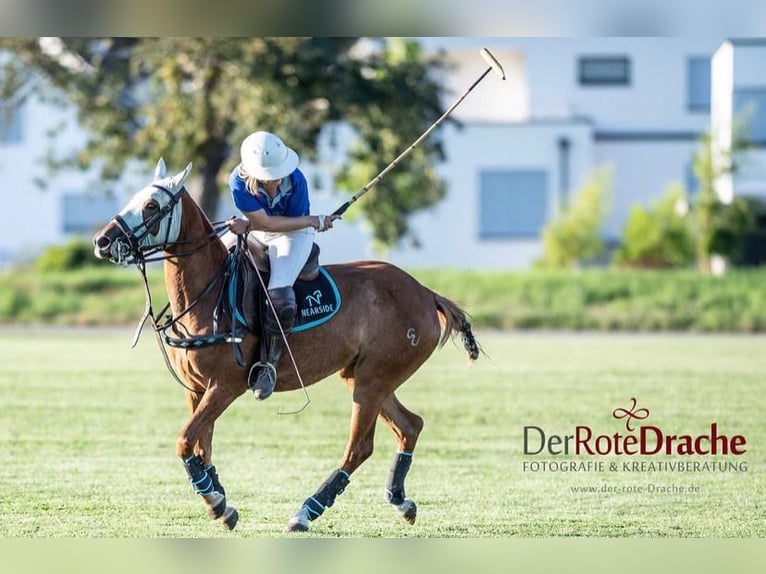 Kuc polo Klacz 6 lat in Waldshut-Tiengen