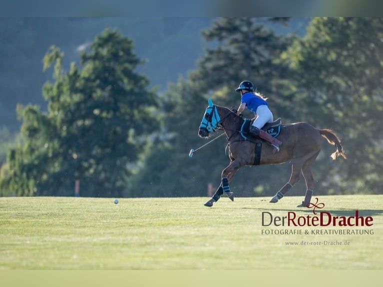 Kuc polo Klacz 6 lat in Waldshut-Tiengen