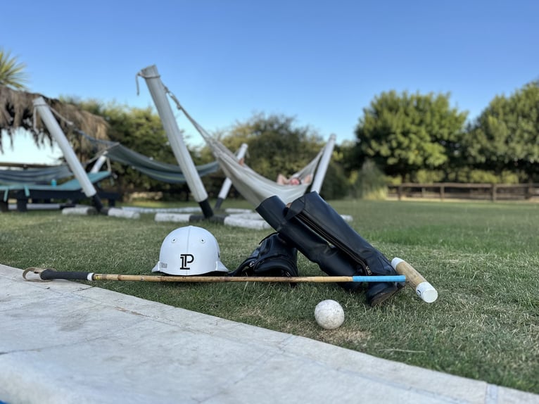 Kuc polo Klacz 8 lat 152 cm Izabelowata in Mainbernheim