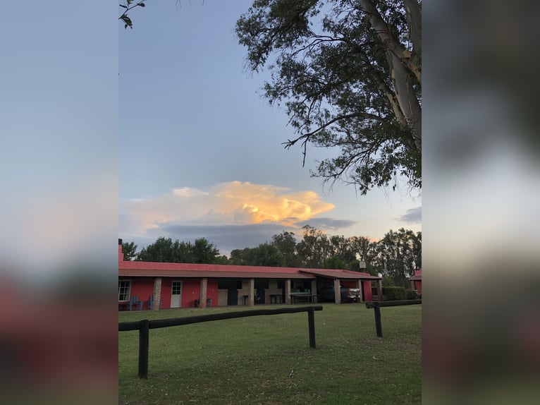Kuc polo Klacz 8 lat 152 cm Izabelowata in Mainbernheim