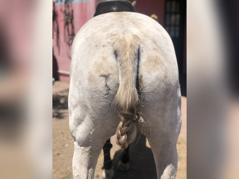 Kuc polo Klacz 8 lat 152 cm Siwa in General Belgrano, Provincia Buenos Aires