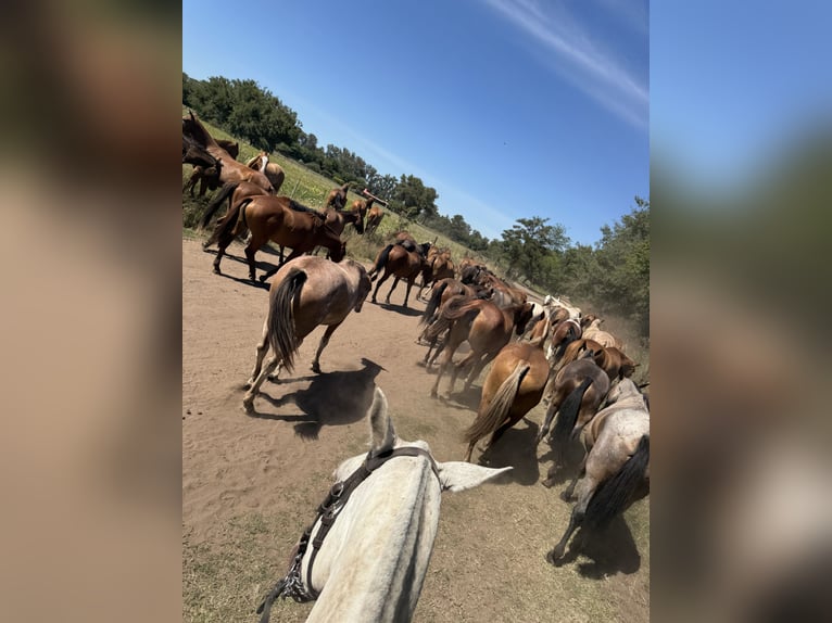 Kuc polo Klacz 8 lat 152 cm Siwa in General Belgrano, Provincia Buenos Aires