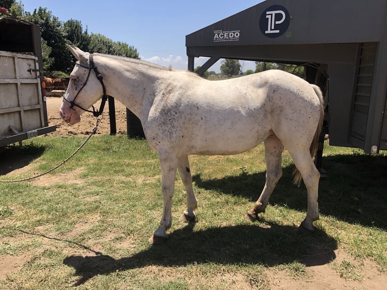 Kuc polo Klacz 8 lat 153 cm Siwa in General Belgrano, Provincia Buenos Aires