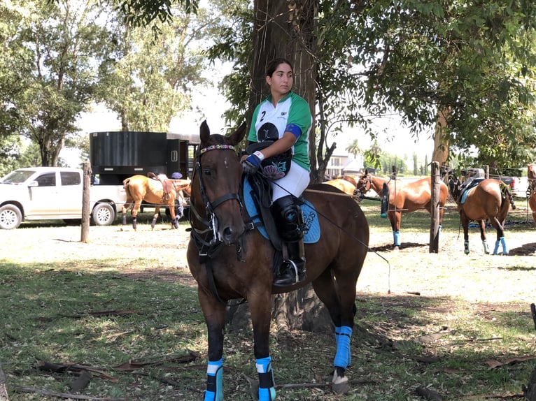 Kuc polo Klacz 8 lat 155 cm Gniada in General Belgrano
