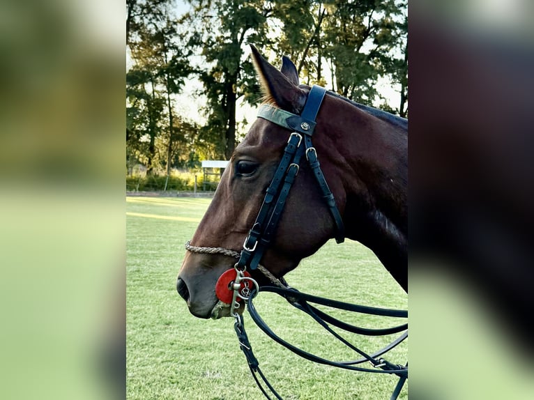 Kuc polo Klacz 8 lat 155 cm Gniada in General Belgrano