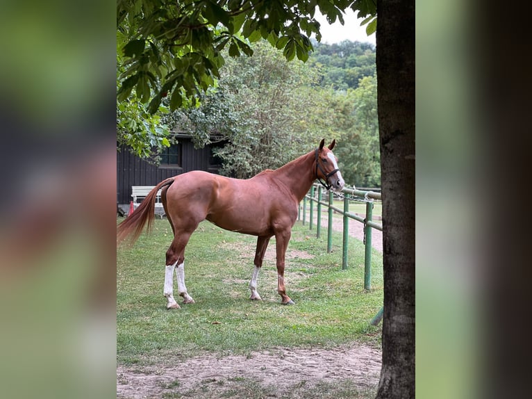 Kuc polo Klacz 9 lat 157 cm Kasztanowata in Hettlingen