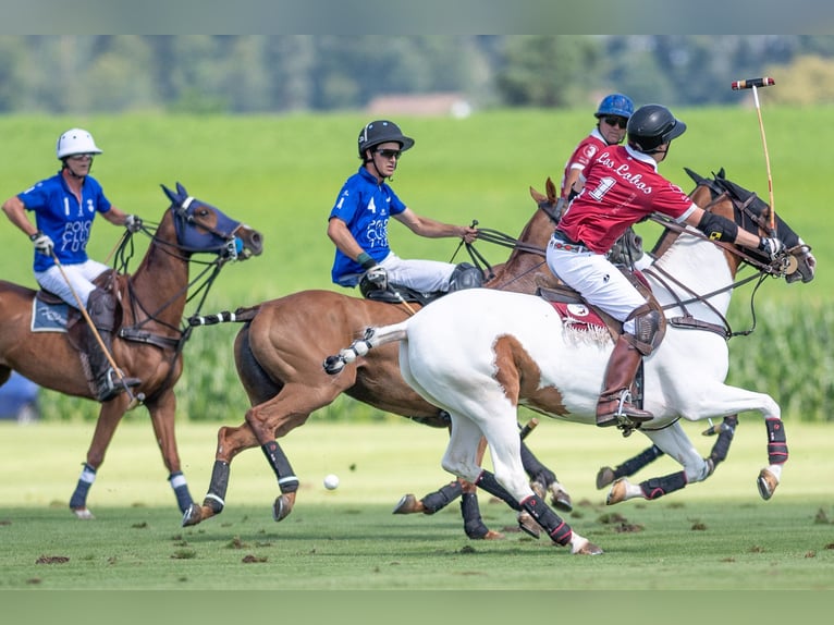Kuc polo Mix Wałach 13 lat 156 cm Srokata in Seuzach