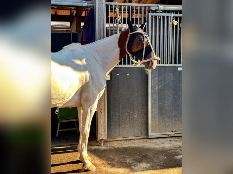 Kuc polo Mix Wałach 13 lat 156 cm Srokata in Seuzach