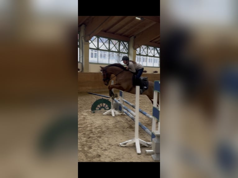 Kuc polo Wałach 15 lat 160 cm Kasztanowata in Chieming